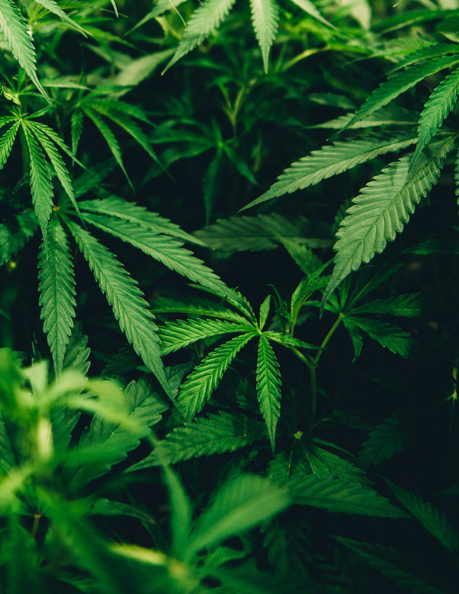 Cheap Growtents Cheap marijuana growing kit cheap cannabis growing