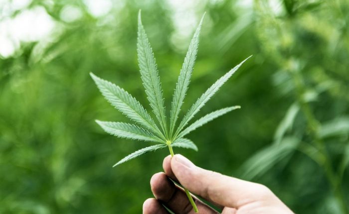 CanGrowClub - Where to buy Cannabis