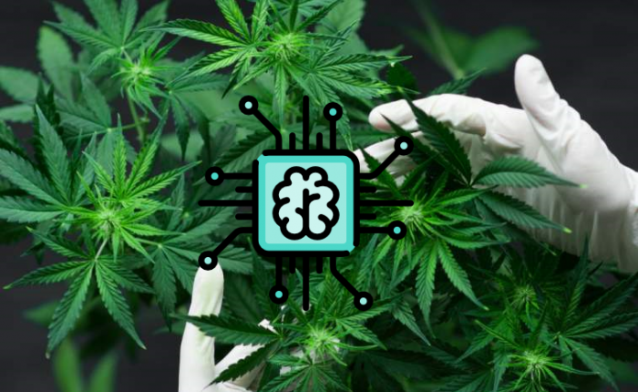 Cangrowclub Marijuana Artificial Intelligence